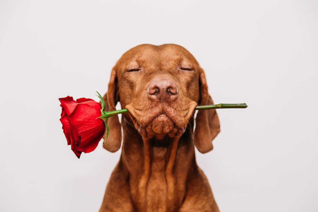 En hund som holder en rose i munnen